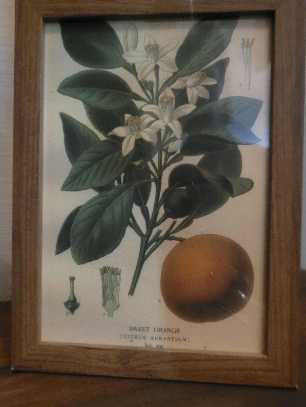 Botanical Sweet Orange Wall Art Print in Green and Cream - Unbranded